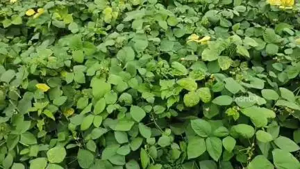 होशंगाबाद नगर: जिले में मूंग की फसल पककर हुई तैयार समर्थन मूल्य पर मूंग की उपज बेचने शुरू नही हुए पंजीयन किसान हो रहे परेशान#Jansamasya