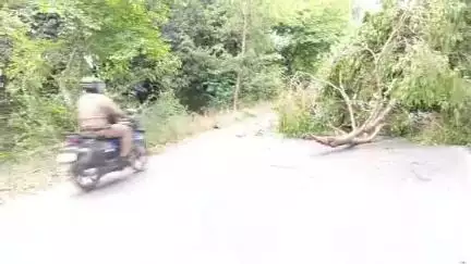 सीतापुर: गंगापुर गांव के पास तेज आंधी के चलते पेड़ टूटकर सड़क पर गिरा, आवागमन हुआ बाधित