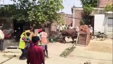 पट्टी: पट्टी कस्बे के चर्चित सांड रामू और श्यामू पकड़े गए, भेजे गए रत्तूपुर गौशाला #jansamasya