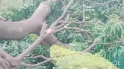পুরুলিয়া ২: ঝড়-বৃষ্টির জেরে সুভাষ উদ্যানে ভেঙে গেছে গাছ, চলছে গাছ কাটার কাজ