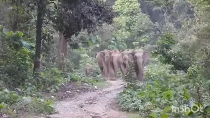 कटघोरा: कटघोरा वनमंडल के पांच सर्किल में हाथियों का आतंक, ग्रामीणों में दहशत का माहौल