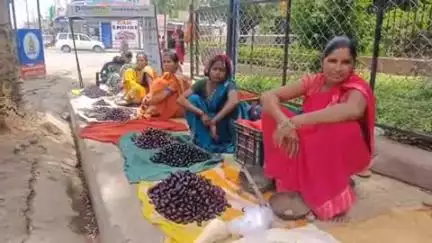 अंबिकापुर: फ्री मानसून से पहले सरगुजा के जंगलों में बहुतायत मात्रा में पाए जाने वाले मौसमी फल जामुन का लोग ले रहे हैं मजा