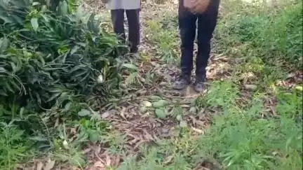 नौगावां सादात: नौगांवा तहसील क्षेत्र में काटे गए आम के हरे-भरे पेड़, पीड़ित ने वीडियो वायरल कर अधिकारियों से की शिकायत