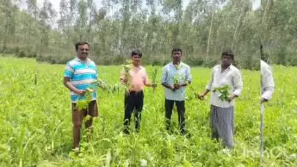 వరి పంటకు ముందు నవధాన్యాల సాగుచేసి, కలియ దున్నడం వల్ల ఎన్నో ప్రయోజనాలు: ఏఓ తిరుపతిరావు