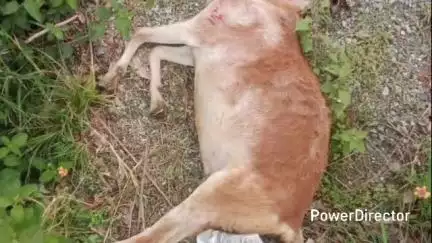 नैनीताल: घोड़ाखाल के धुलई ग्रामसभा में गुलदार ने बकरियों को बनाया निवाला, पिंजरा लगाकर पकड़ने की मांग की गई