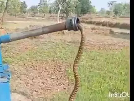 गुरूर: ग्राम धानापुरी के खेत में मिला 10 फीट का रेड स्नेक, ग्रामीणों ने किया रेस्क्यू