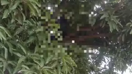 अंबिकापुर: मणिपुर थाना क्षेत्र में 17 वर्षीय किशोरी ने 20 फीट ऊंचे आम के पेड़ पर चढ़कर की आत्महत्या, पुलिस जांच में जुटी
