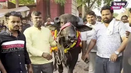राजू पहलवान भैसे की कीमत 5 लाख 51 हजार रुपये