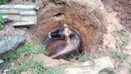 মোহনপুর: প্রতাপগড়ের ঋষি কলোনিতে গর্তে পড়ে যাওয়া গবাদি পশু উদ্ধার করে দমকল কর্মী এবং এলাকাবাসীরা