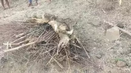 पाटी: लिम्बई में अज्ञात जानवर मामले में नया मोड़, वन विभाग को मिला मृत सियार, ग्रामीणों ने जताई आशंका
