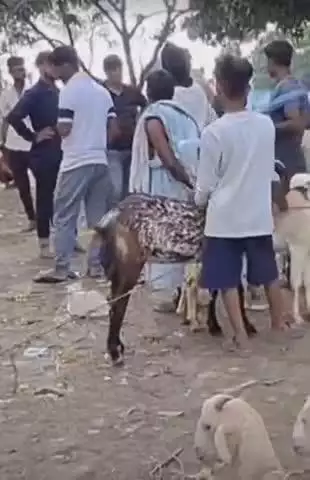 फतेेहपुर: बकरा मंडी में उमड़ी भीड़, दिलशाद पहलवान का बकरा 1.20 लाख रुपये में बिका