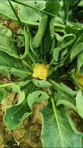 खलीलाबाद: ग्राम सामंथा के रुदल मौर्य ने ग्रेजुएशन के बाद नौकरी न मिलने पर आधुनिक पद्धति से सब्जी की खेती की
