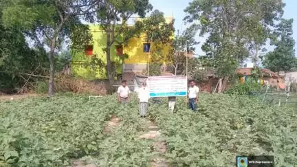 পুরুলিয়া ২: পুরুলিয়া ২ নং ব্লকের পোদনাড়া এলাকায় উল্লেখযোগ্য বেগুন চাষের জমি পরিদর্শন করল ব্লক কৃষি দপ্তরের প্রতিনিধি দল