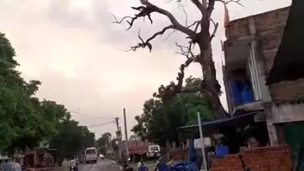 मरकच्चो: मरकच्चो बरियारडीह मुख्यमार्ग किनारे लगे सरकारी पेड़ों के सूखने से आएदिन लगातार होरही है घटनाएं #Jansmasya@