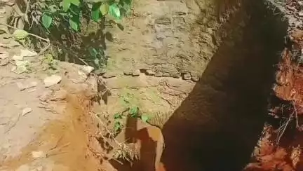 लैलूंगा: भेंगारी के सूखे कुंवे में गिरे हाथी के शावक का रेस्क्यू कर बाहर निकाला गया
