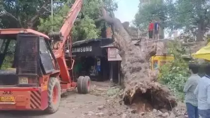 बदायूं: बदायूँ में स्टेशन तिराहे पर पुराना विशाल नीम का पेड़ मोबाइल शॉप पर गिरा, बड़ा हादसा होने से टला, कोई जनहानि नहीं हुई