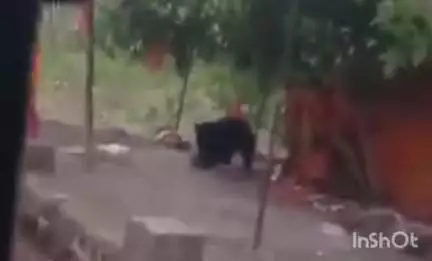 अकोट: शहानूर मार्गावरिल धोंडामाई मंदिराजवळ अस्वल नारळ खात असतांनाचा व्हिडिओ सोशल मिडीयावर वायरल;वन्य प्राण्यांचा वावर उघड