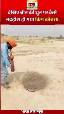 बीन की धुन पर किंग कोबरा का हैरतअंगेज वीडियो वायरल!

भारत तक न्यूज़

#viral