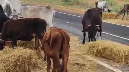 चिड़ावा: झुंझुनूं-मंड्रेला सड़क पर बिखरी पराली को खाने जुटा गोवंश का झुंड, दुर्घटना की आशंका से परेशान लोग #jansamasya