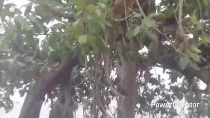 उमरेठ: उमरेठ क्षेत्र में पेड़ों पर कुल्हाड़ी, हरे-भरे पेड़ों की कटाई जारी