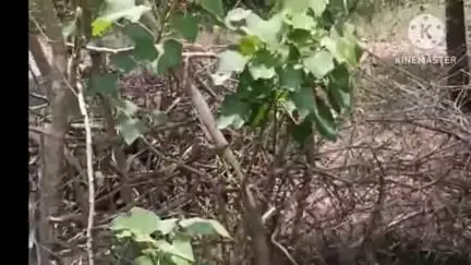 ସୋର: ନୂଆସାହି ରେ ହାତୀ ଉପଦ୍ରଵ ଭାଙ୍ଗିଲା ଗଛ ଚିନ୍ତା ରେ ଅଂଚଳବାସି,