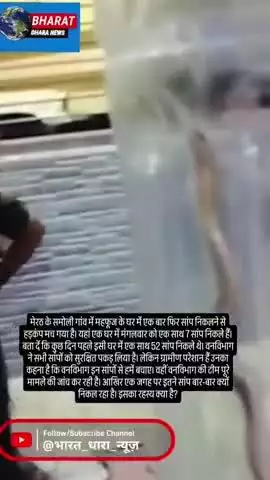मेरठ में सांपलोक बना घरः एक साथ निकले 7 सांप, 5 दिन पहले मिले थे 52 सांप