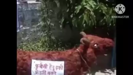 हुज़ूर: भोपाल: बकरीद से पहले संस्कृति बचाओ मंच ने मुस्लिम समाज से इको फ्रेंडली ईद मनाने की अपील की