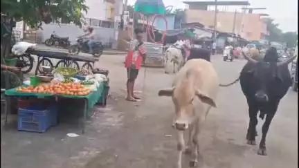 ધરમપુર: સમડી ચોક સહિતના અલગ અલગ વિસ્તારમાં રખડતા ઢોરોના ત્રાસથી વહનચાલકો અને સ્થાનિક ઓપરેશન #Jansamsya