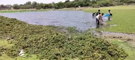 टीकमगढ़: कलेक्टर के निर्देशन में महेन्द्र सागर तालाब से जलकुंभी निकाली जा रही है, नागरिकों को तैराकी का अवसर मिलेगा