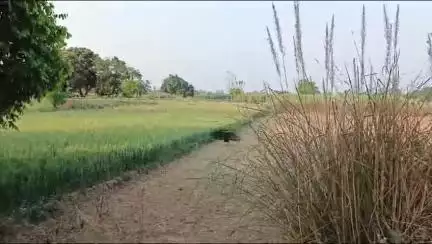 प्रकृति और नृत्य का इससे अच्छा उदाहरण नहीं हो सकता 💐