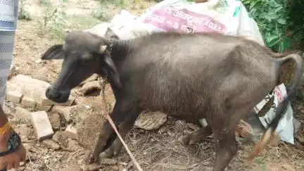 कोल: थाना लोधा में पागल कुत्ते का आतंक, पशुओं सहित इंसानों पर किया हमला