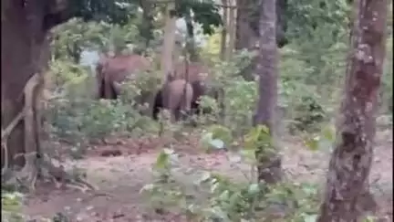 अंबिकापुर: मैनपाट के टाइगर पाइंट में 14 से अधिक हाथियों के झुंड ने जमाया डेरा, रिहायशी इलाके में फैली दहशत