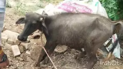 कोल: गाँव सदलपुर में पागल कुत्ते का आतंक, इंसानों और पशुओं पर किया हमला, क्षेत्रीय लोगों ने नगर निगम व वन विभाग से की शिकायत