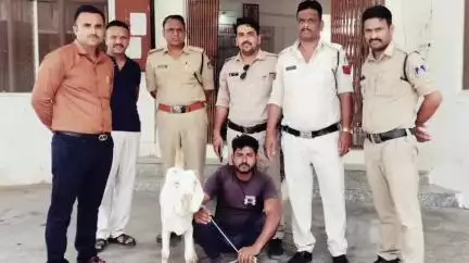 शुजालपुर: शुजालपुर सिटी पुलिस को मिली सफलता, 24 घंटे में अज्ञात बकरा चोरी का खुलासा, एक आरोपी गिरफ्तार