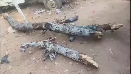 ଛେଣ୍ଡିପଦା: ବାଗଡ଼ିଆ ଛକରେ ଥିବା ଡେଲି ମାର୍କେଟରେ ଶୁଖିଲା ଡାଳ ପଡି ଯୁବକ ଗୁରୁତର l
