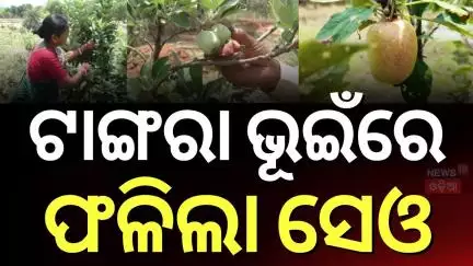 ଇଞ୍ଚିନିୟରିଂ ଚାକିରିରୁ ସଫଳ ଚାଷୀ | Successful Farmer | Apple Farming in Odisha | Odia News | Rourkela