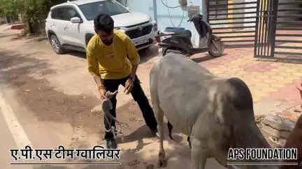 गाड़ी चला दी पर खुरी टूट गई 🥺

Respect Girls help poor help animals 

#apsgurjar #help #viral #support #gwalior #love