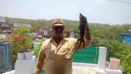 सागर: मकरोनिया: घर की छत पर पाइप में छिपे गुहेरा को स्नेक कैचर ने किया रेस्क्यू