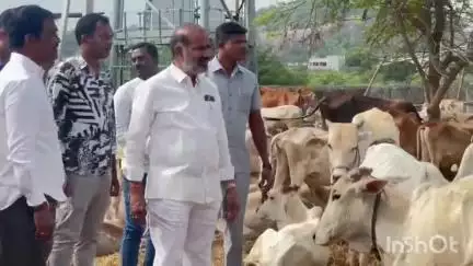 వేములవాడ: శ్రీరాజరాజేశ్వరస్వామి ఆలయంలోని గోశాలను సందర్శించిన ఎమ్మెల్యే ఆది శ్రీనివాస్, ఈఓ వినోద్