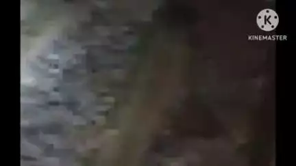 बक्सर: नदांव हाल्ट के पास, वरुणा और बक्सर स्टेशन के बीच ट्रेन से कटे 35 भेड़, जांच में जुटी आरपीएफ