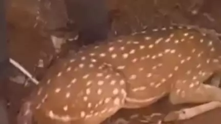 कुरई: ग्राम गोपालगंज में कुत्तों के झुंड ने हिरण पर किया हमला, हिरण घायल, वन विभाग जांच में जुटा