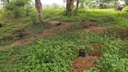 କଣ୍ଟାମାଳ: ମନମୁଣ୍ଡା ସମେତ କଣ୍ଟାମାଳ ବ୍ଲକର ସମସ୍ତ ଗ୍ରାମ ପଞ୍ଚାୟତରେ ବିଶ୍ବ ପରିବେଶ ଦିବସ ଅବସରରେ ବୃକ୍ଷ ରୋପଣ କାର୍ଯ୍ୟକ୍ରମ ଅନୁଷ୍ଠିତ