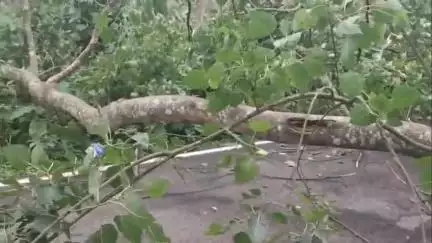 সোণাৰি: সাপেখাতী বৰুৱা নগৰ সংযোগী পথত গছ পৰি যাতায়াত বন্ধ হোৱাত হাহাকাৰ পৰিৱেশ, বিজুলী সংযোগ বিচ্ছিন্ন