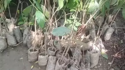 শান্তিপুর: বিশ্ব পরিবেশ দিবস উপলক্ষ্যে শান্তিপুর থানায় ছাত্রছাত্রীদের হাতে গাছের চারা প্রদান অনুষ্ঠানের প্রস্তুতি তুঙ্গে