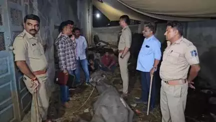 જામનગર શહેર: કાલાવડ નાકા પાસે વાડામાં ગેરરીતિથી બાંધી રાખેલા 32 અબોલ પશુઓને છોડાવી પોલીસ દ્વારા કાર્યવાહી કરાઇ, 2 ની અટકાયત