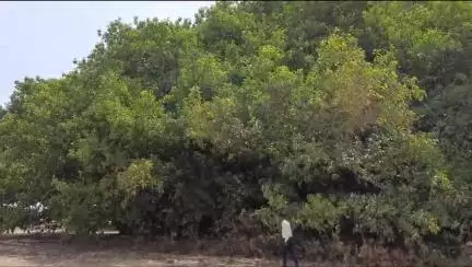 जैसीनगर: ग्राम पडरई में 200 साल पुराना विशाल बरगद का वृक्ष 2 एकड़ में फैला, किसान नहीं कर पाते खेती