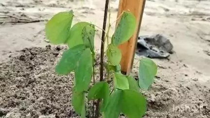 বিশ্বনাথ: বাইপাছত কেয়াৰ লুইতৰ উদ্যোগত বিশ্ব পৰিৱেশ দিৱস পালন, বিধায়ক আৰু জিলা আয়ুক্তৰ অংশগ্ৰহণ