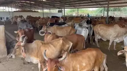 જામનગર શહેર: હાપા નજીક આવેલ ઢોરવાડા ખાતે કોંગ્રેસ નગર સેવિકા જેનબબેન ખફી દ્વારા સ્થળ તપાસણી કરી તંત્રની બેદરકારી સામે આક્ષેપ કર્યા