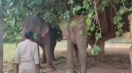 बाबई: माखन नगर के ग्राम गुडला में बाघ का पता नहीं, रेस्क्यू ऑपरेशन स्थगित