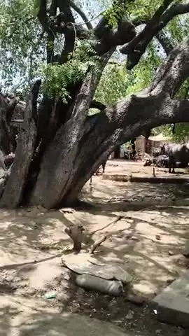 jalesar Etah Uttar Pradesh village Lodhipur,naru virnagar